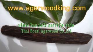 Thai Borai Agarwood CoLtdWe are the biggest manufacturer of agarwood oil distillation plant [upl. by Tabby822]