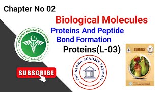 Proteins And Peptide Bond Formation Class 11 In Urdu  CHNo 02  Biological Molecules LecNo 03 [upl. by Aderfla206]