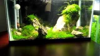 5 Gallon Tank New Layout [upl. by Harlene]