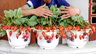 Growing Strawberries from seeds tips for growing Strawberries on the balcony with many fruits [upl. by Bouzoun]