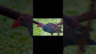 Swamp hen with phone spotting scope birds nature bird birdlovers swamphen [upl. by Eelrehpotsirhc]