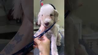 BEDLINGTON TERRIER PUPPY FACELIFT 🐶 🙉🐾pets groomer cute groomingtime [upl. by Yttak956]