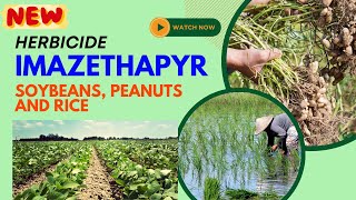 Imazethapyr Effective Herbicide for Weed Control in Legumes soyabean rice newherbicide [upl. by Mehelhteb]