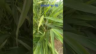 cardamom plant 🌵🌵 elaichi palantshortvideo cardamom plants bigcardamom [upl. by Shulem]