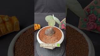 스테파니아 노바Stephania kaweesakii 아프리카식물 구근식물 반려식물 plants succulent caudex [upl. by Thurlow]