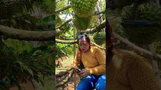 Pesona durian musangking shortvideo [upl. by Kcira480]