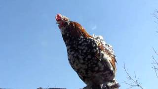 Поёт ПЕТУХ Алтайская Бентамка The Bantam Rooster speaks Kukareku [upl. by Thamos]