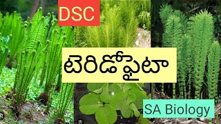 టెరిడోఫైటాInter 1st year Botany [upl. by Ytsrik]