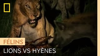 Lions et hyènes se disputent une carcasse de gnou [upl. by Eneleahs]