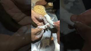 Cat’s Treatment  Dr Muhammad Zubair  vetaidcompk [upl. by Ardnos]