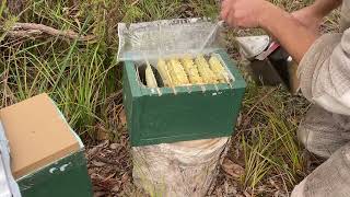 Mini Hive Inspection  Winter Solstice Bushland Beesite [upl. by Delmer613]