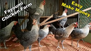 Fayoumi Chicken Farm  Good Ideas To Easy Make Money [upl. by Jumbala]