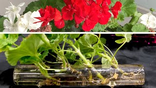 Geranium Propagation New And Effective Method [upl. by Inaboy720]