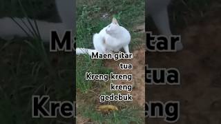 kreng kreng gedebuk catcomedy catvideos [upl. by Edlun419]