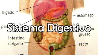 El Sistema Digestivo [upl. by Favrot]