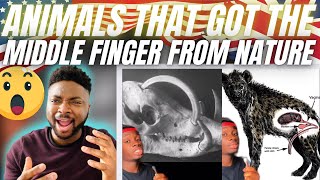 🇬🇧BRIT Reacts To ANIMALS THAT GOT THE MIDDLE FINGER FROM EVOLUTION [upl. by Daryl10]