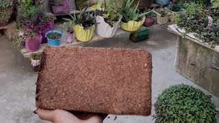 Meesho cocopeat review How to use cocopeat brick  cocopeat gardenideas gardening terracegarden [upl. by Sommers311]