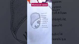 monocotyledon seed diagramhow to draw monocot seed biology shorts easy [upl. by Cr299]