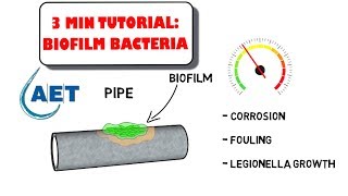 Beneficial Biofilm Bacteria  waste water treatment [upl. by Oneill198]