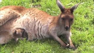 Baby Kangaroo inside pouch [upl. by Yak]