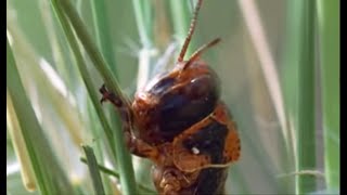 Plague of Locusts Timelapse  Wild Africa  BBC Earth [upl. by Hashim]