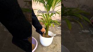 Areca palm care  Tips to avoid leaf burn in Areca Palm gardening [upl. by Howzell]