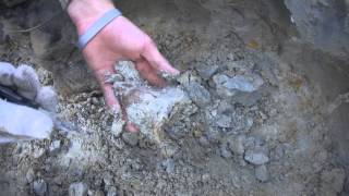 Digging for Megalodon Shark Teeth at a Summerville Land Site [upl. by Airahcaz]