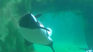 Commersons Dolphin fast swim  July 16 2020  Aquatica Orlando [upl. by Ettenot45]