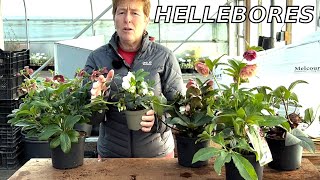 Hellebores For Your Winter Garden [upl. by Animlehliw260]