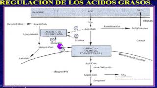 Cetoacidosis Diabetica y EHH  Repaso fisiopatologia  Grupo Atlas [upl. by Aynotak481]