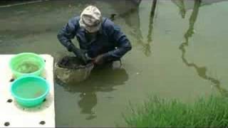 Symbiotic Bangladesh Tilapia Hatchery [upl. by Awra]