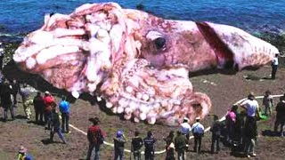 LARGEST Animals Ever Discovered [upl. by Baerman]