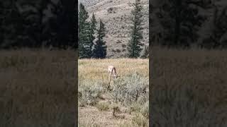 Pronghorn at Yellowstone [upl. by Idel]