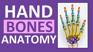 Hand Bones amp Wrist Bones Phalanges Carpals Metacarpals Anatomy and Physiology [upl. by Lyrej]