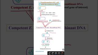 Transformation of E coli with recombinant DNA [upl. by Htenaj]