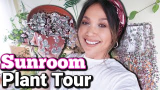 Sunroom Plant Tour HOYAS Peperomias and MORE  Plant Tour 2021 [upl. by Bekha]