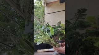 Jasmine home garden Please Subscribe [upl. by Sirdi979]