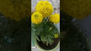 youtubeyoutubeshortsmarigoldflowersflowergardeningpleasesubscribeplantsyellowflowertips [upl. by Kered339]