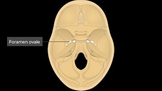 Mnemonics to remember structures that pass through foramen Ovale [upl. by Grory539]