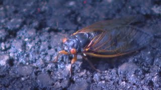 Cicadas Why some places buzz and others dont [upl. by Wehrle]