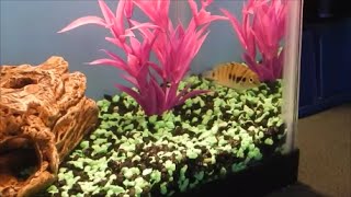 my 2 gallon cichlid tank [upl. by Llennol]