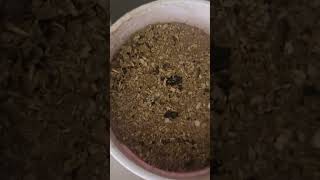 moringa tree seeds short video [upl. by Kealey352]