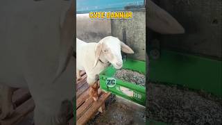 Bannur Sheep 🐑 ♥️ bakra goats bakraeid bakraeid2025 bakraeidspecial trending biggoats [upl. by Reinnej]