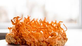 Benefits of Cordyceps Mushrooms [upl. by Menides472]