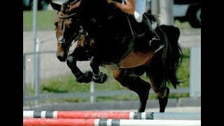 wwwsporthorsesonlinecom 2005 Balou du Rouet stallion Training sold [upl. by Yazbak]