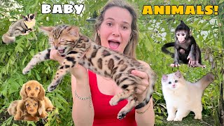 ALL MY BABY ANIMALS IN ONE VIDEO [upl. by Lekzehcey]