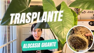 Cómo Trasplantar una Alocasia paso a paso Tips para beneficiar su desarrollo [upl. by Bik]