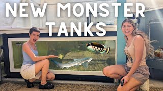 NEW MONSTER FISH Tanks at Atlas Aquarium FULL TOUR [upl. by Kikelia83]