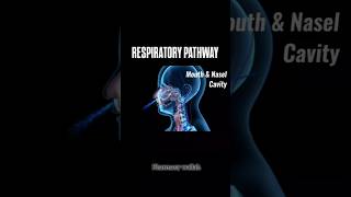 Respiratory Pathway in Human body 🗣️   shoerts pharmacy [upl. by Elden]