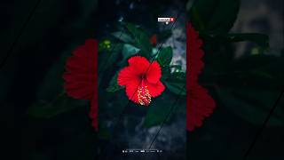 Beautiful flowers with music ।বাগান বিলাসনয়নতারাএডেনিয়ামজবা ফুল। flowers shorts viralshort [upl. by Ragg355]